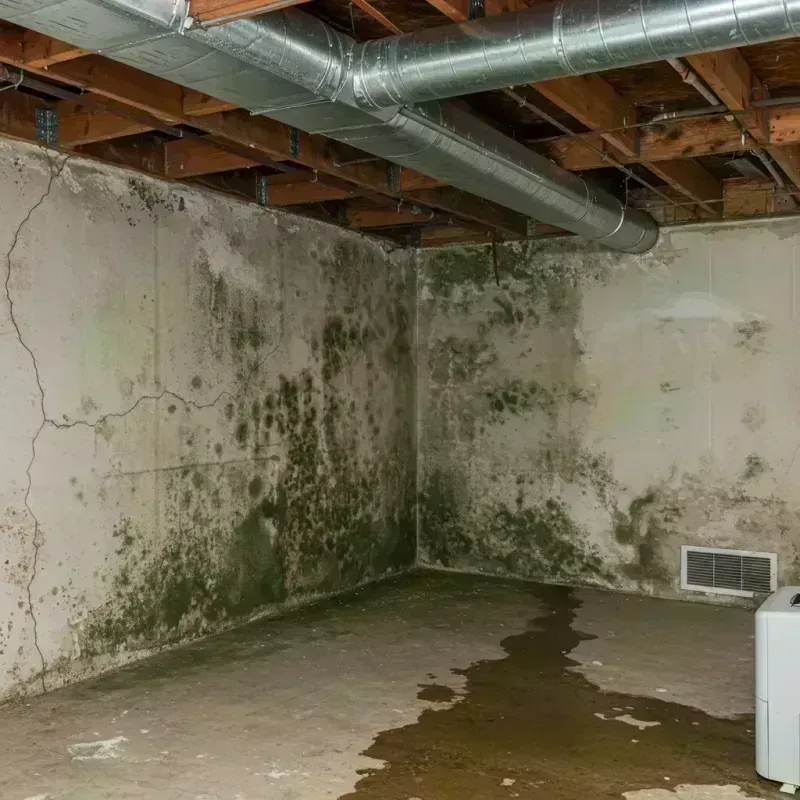 Professional Mold Removal in Mason County, IL